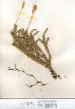 primary herbarium image