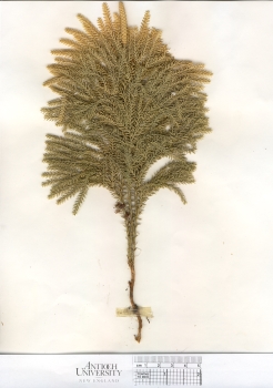 primary herbarium image