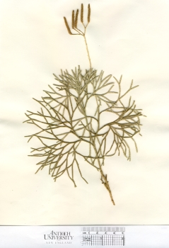 primary herbarium image