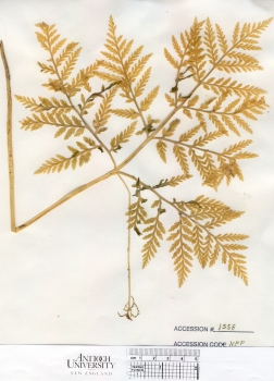 primary herbarium image