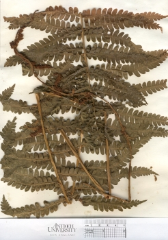 primary herbarium image