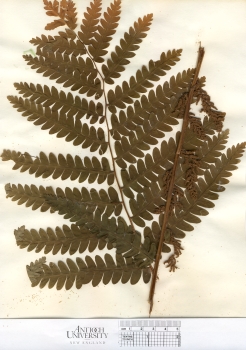primary herbarium image