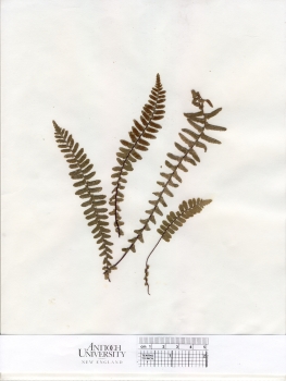 primary herbarium image