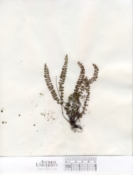 primary herbarium image