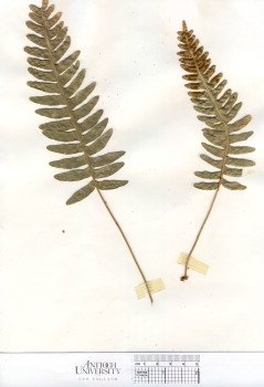 primary herbarium image
