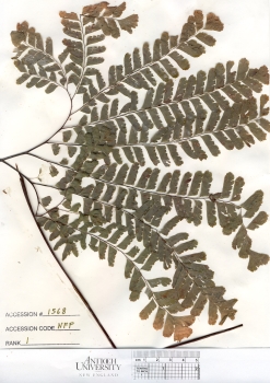 primary herbarium image