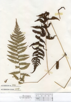 primary herbarium image