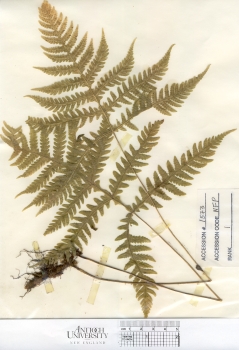 primary herbarium image