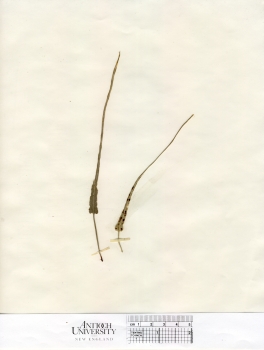 primary herbarium image