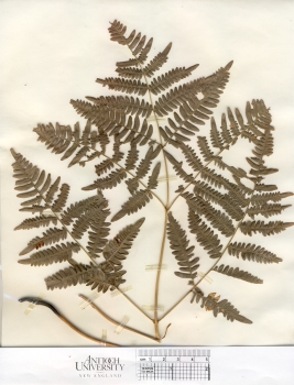 primary herbarium image