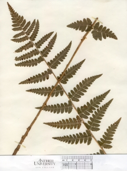primary herbarium image