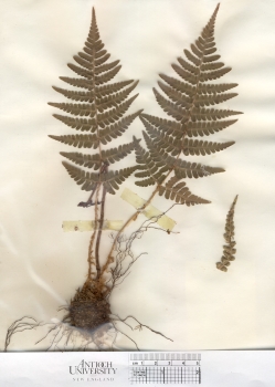 primary herbarium image
