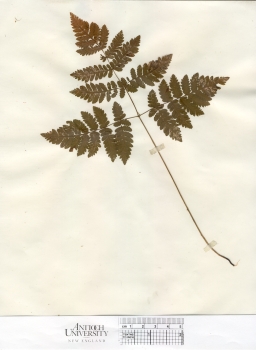 primary herbarium image