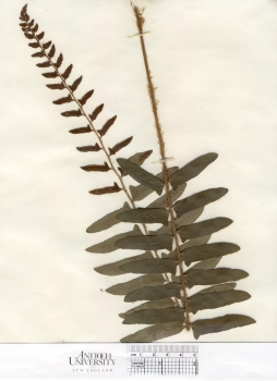 primary herbarium image