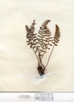 primary herbarium image