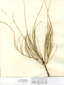 primary herbarium image