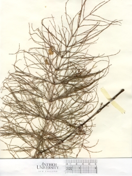 primary herbarium image