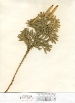primary herbarium image