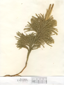 primary herbarium image