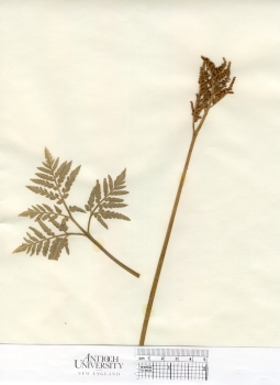 primary herbarium image