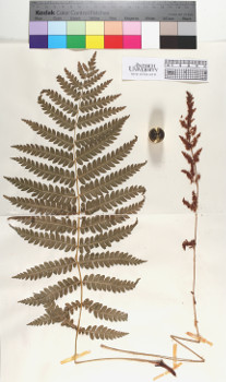 primary herbarium image