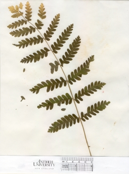 primary herbarium image
