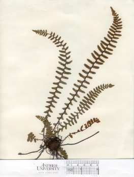 primary herbarium image