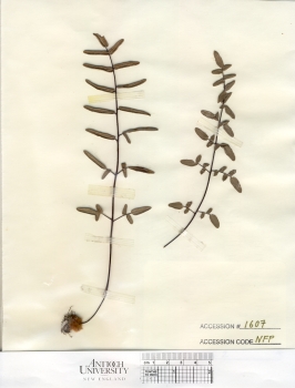 primary herbarium image