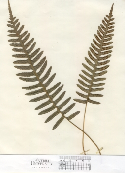 primary herbarium image