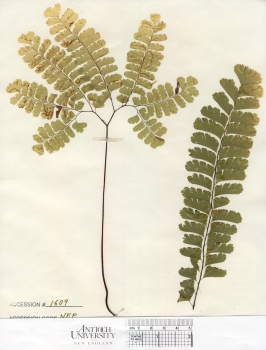 primary herbarium image