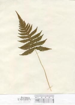 primary herbarium image