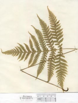 primary herbarium image