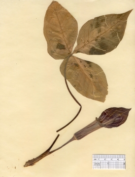 primary herbarium image