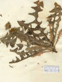 primary herbarium image