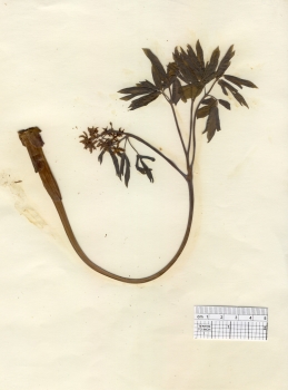 primary herbarium image