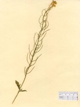 primary herbarium image