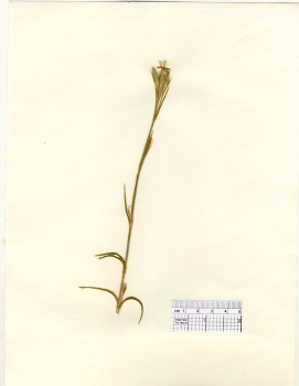 primary herbarium image