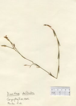 primary herbarium image