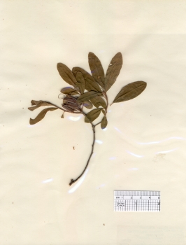 primary herbarium image