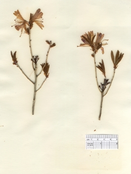 primary herbarium image