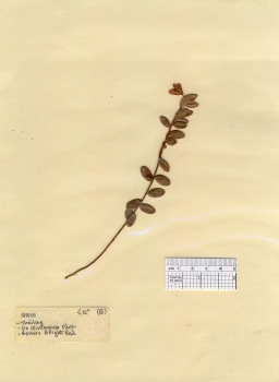 primary herbarium image