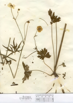 primary herbarium image
