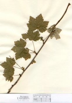 primary herbarium image