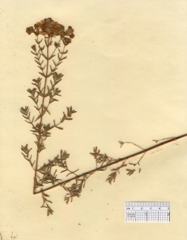 primary herbarium image