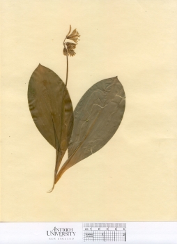 primary herbarium image