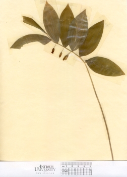 primary herbarium image
