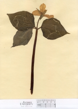 primary herbarium image