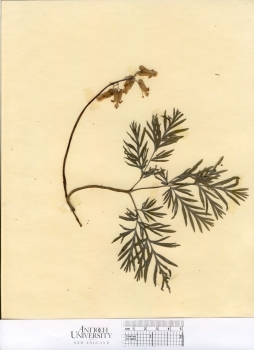 primary herbarium image