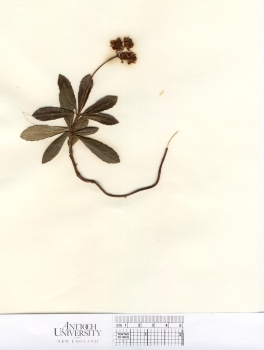 primary herbarium image