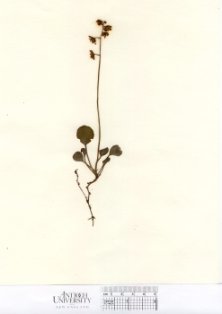 primary herbarium image